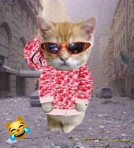 Cate #1085