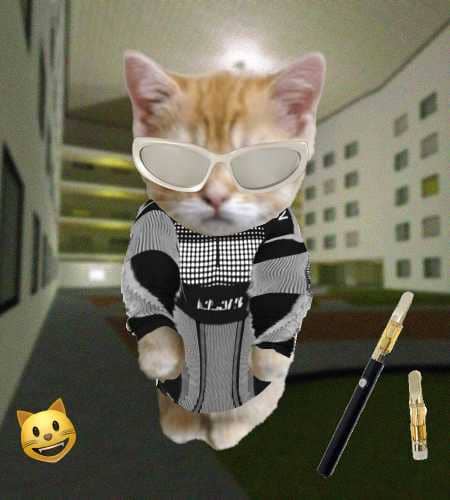 Cate #245