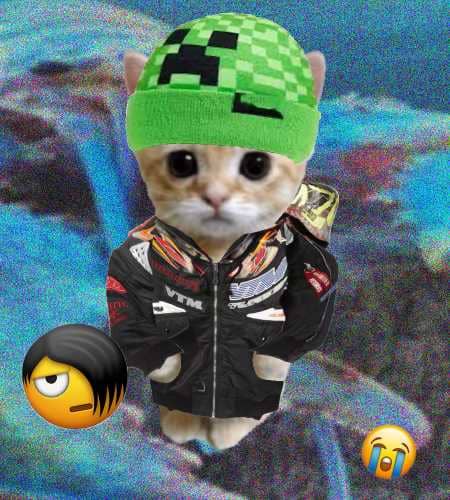 Cate #428